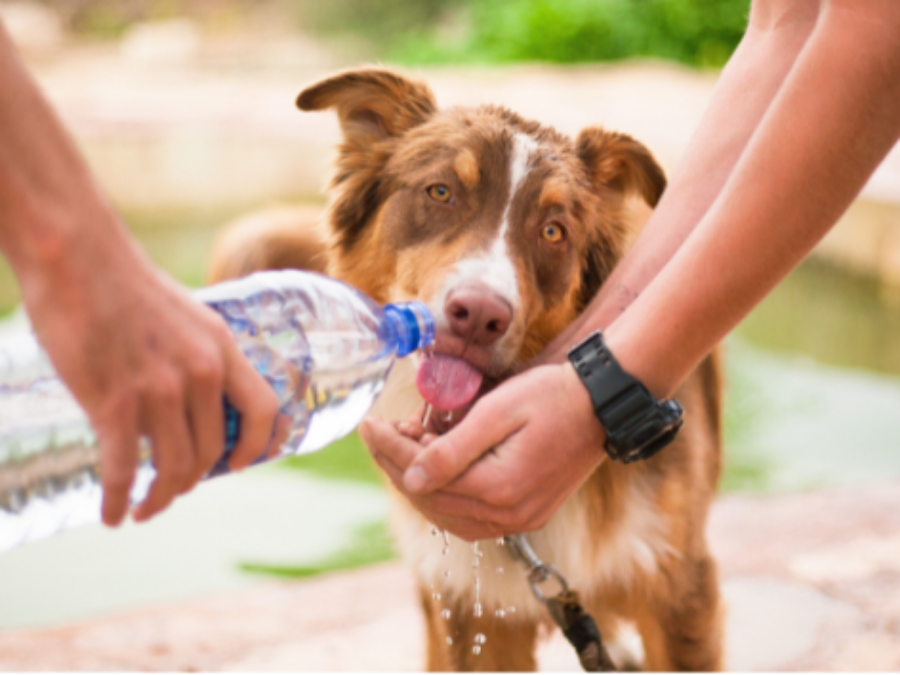 Verão e Calor Chegando: Como Cuidar do Seu Pet nos Dias Quentes